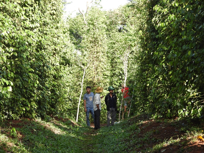 Organic pepper garden of Binh Phuoc Organic Agriculture Cooperative in Dak O commune. Photo: Tran Trung.