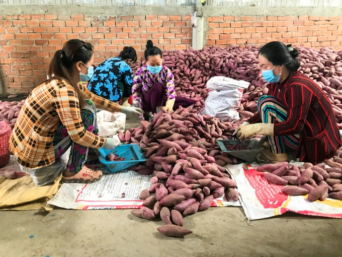 Sweet potatoes are about to enter the main crop in one month's time.