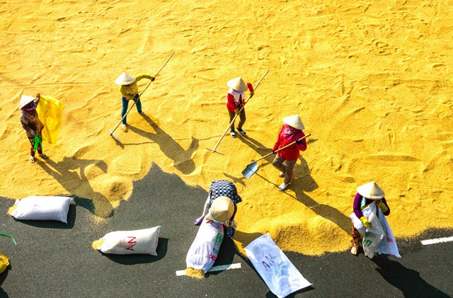Thai Binh province provides farmers with an annual support of 20 kilogram of rice per sao. This is an effort to help farmers lease their fields when they have no needs for production. Photo: TL.