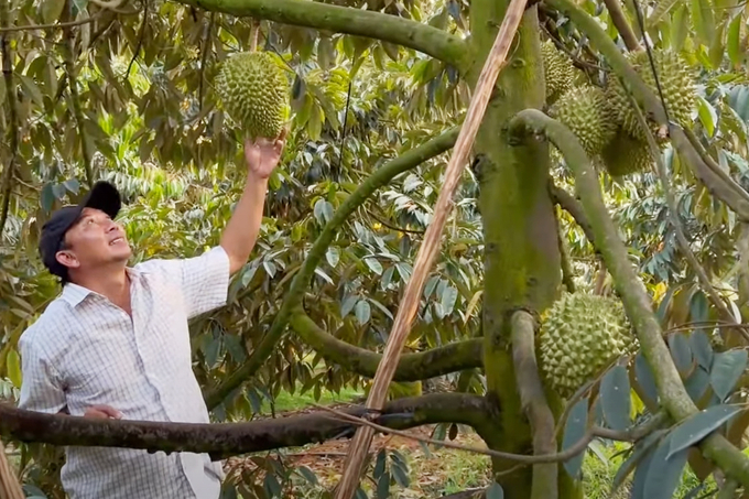 Durian is a source of high income for farmers. Photo: Tran Trung.