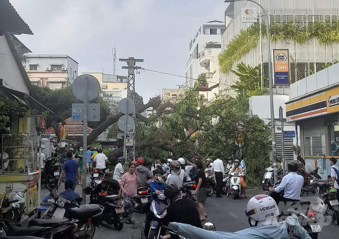 cay-do5-191057_392.jpeg Hiện trường cây xanh cổ thụ bật gốc ngã đổ tại Trường THCS Trần Văn Ơn (quận 1) vào ngày 3/4. Ảnh: Thanh Đức.