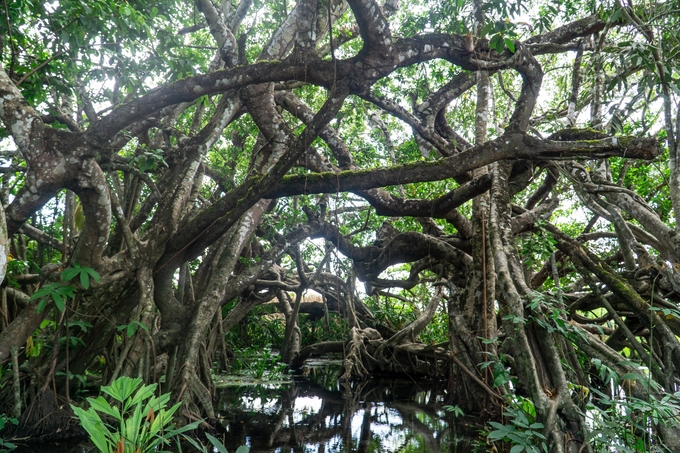 Cat Tien National Park’s rich and diverse forest fauna. Photo: Tran Trung.
