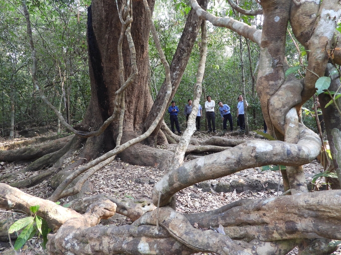 Visitors are overwhelmed with amazement while facing the giant Afzelia xylocarpa. Photo: Tran Trung.