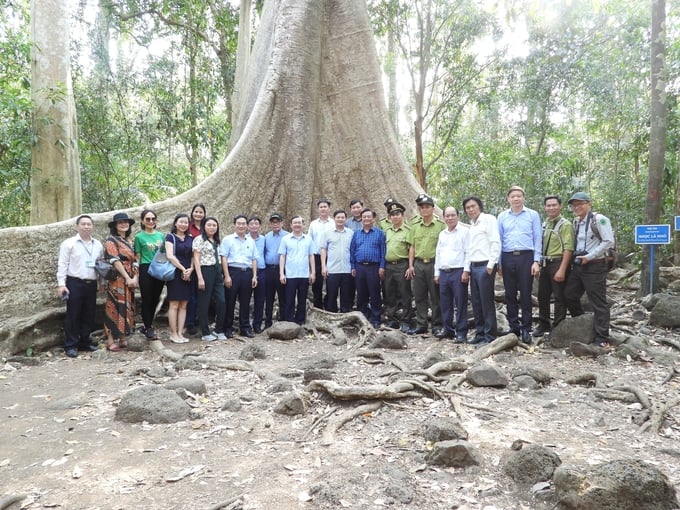 Except for the giant 'Bac Dong', the 300-year-old Lagerstroemia speciosa also attracts the attention of many tourists. Photo: Tran Trung.