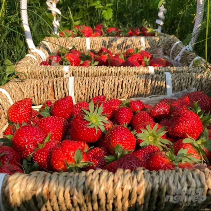 Dâu tây loại 1 được nhiều chủ vườn bán giá tới 400.000 đồng/kg. Ảnh: Đào Thanh.