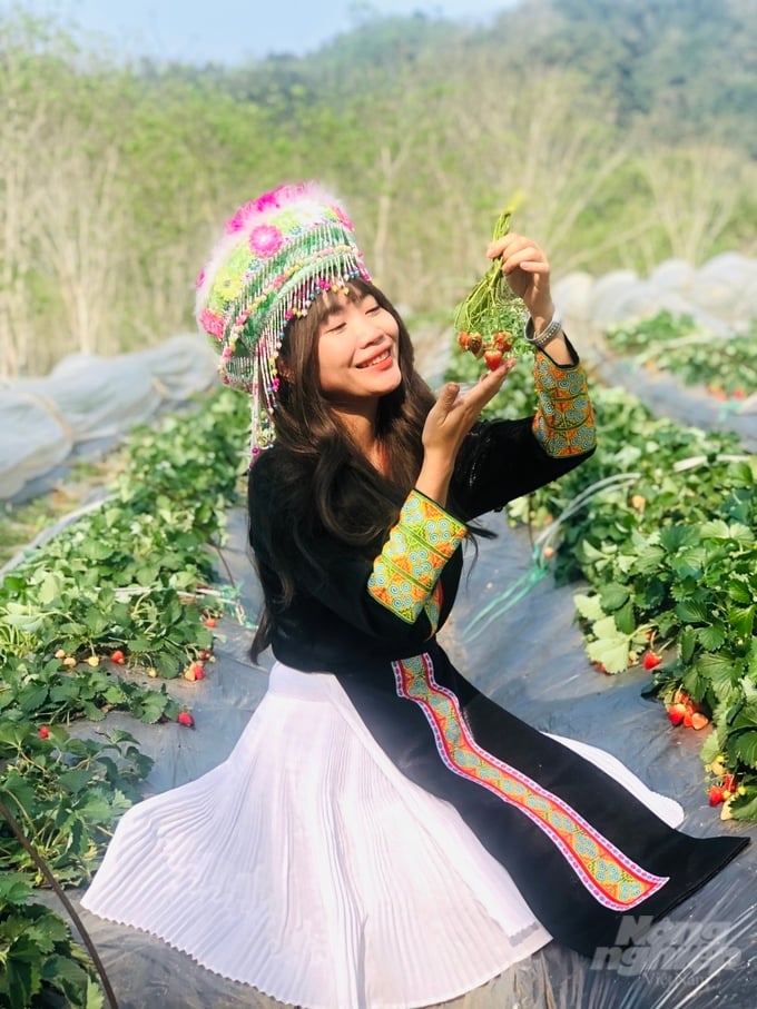 Vườn dâu tây trồng theo hướng hữu cơ của gia đình chị Giàng Thị Sao. Ảnh: Đào Thanh.