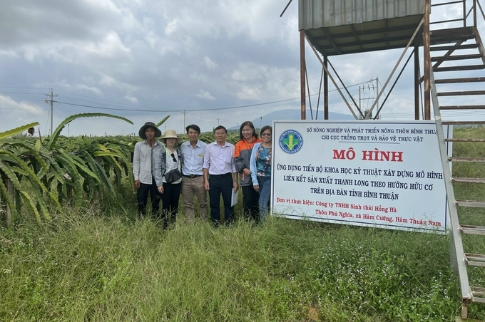 Tỉnh Bình Thuận xây dựng mô hình sản xuất thanh long theo hướng hữu cơ. Ảnh: Kim Sơ.