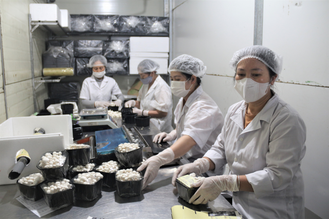 Sản phẩm nấm của Công ty KMS được sản xuất theo quy trình công nghệ trồng khép kín trong phòng lạnh cùng với chế độ chăm sóc đặc biệt dưới sự giám sát của chuyên gia công nghệ hàng đầu đến từ Hàn Quốc. Quy trình sản xuất nấm theo phươngthức công nghiệp hoàn toàn không bị chi phối bởi yếu tố nhiệt độ, thời tiết.