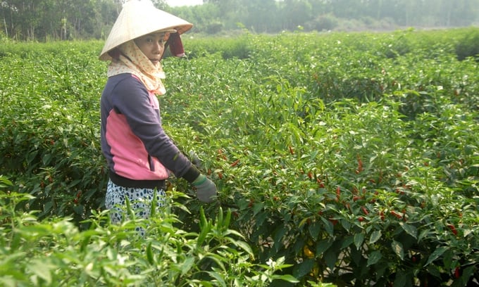 The price of chili peppers this year in Binh Dinh sometimes reaches VND 50,000/kg. Photo: V.D.T.