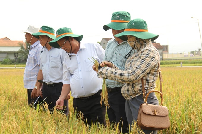Những đặc tính nổi trội của giống VN121 đã được thể hiện khá rõ nét trong mô hình trình diễn.