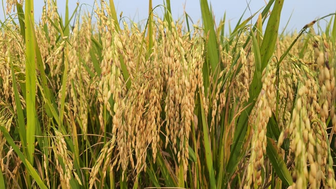 Bông lúa VN121 to, dài với tỷ lệ hạt lép thấp.