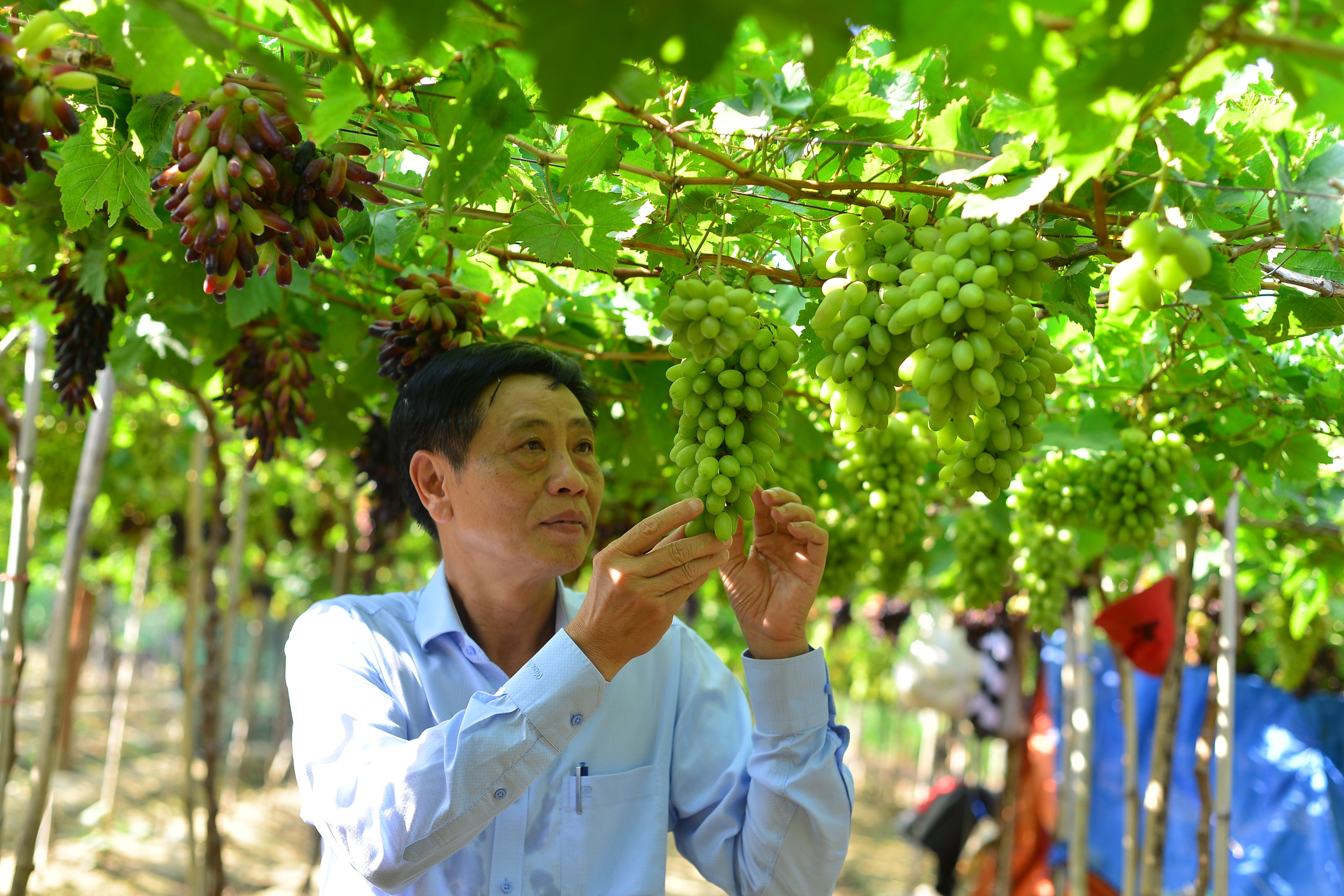 z4205971015059_9c1aed028862dfbc203ffc6bf3d837c5-191203_611.jpg Lễ hội Nho và Vang Ninh Thuận là dịp để tôn vinh những giá trị mà cây nho mang lại cho địa phương này. Ảnh: M.H.