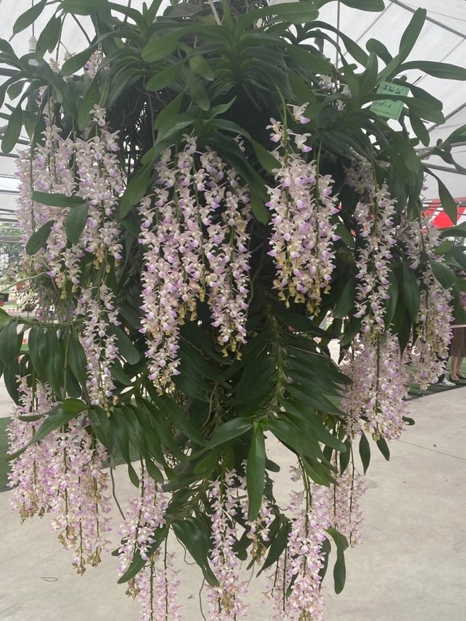 Orchids pruned like works of art have high economic value.
