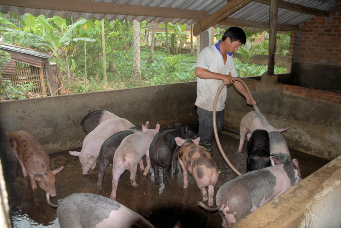 Thời gian tới, vùng đồng bằng ở Bình Định giảm chăn nuôi nông hộ. Ảnh: Lê Khánh.