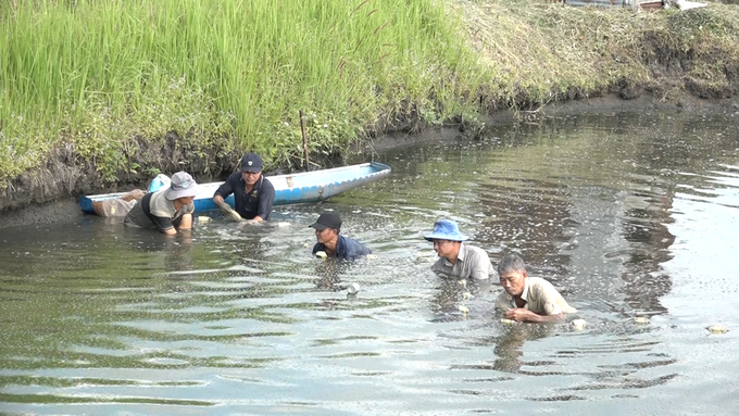 070_vinhbptv504000_05_15_08still010-124801_867.jpg Ông Thạch cùng bà con trong xã thu hoạch tôm. Ảnh: Lê Bình.