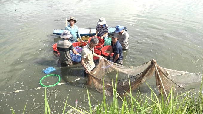 070_vinhbptv504000_09_25_06still018-130344_488.jpg Bà con xã Trà Cổ giúp nhau thu hoạch tôm càng xanh. Ảnh: Trần Trung.