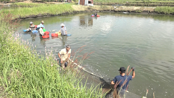 070_vinhbptv504000_11_57_03still023-124954_320.jpg Người dân xã Trà Cổ phát triển nghề nuôi tôm càng xanh. Ảnh: Lê Bình.