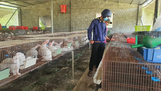 2-102625_232.jpg Trại nuôi thỏ của anh Hồ Ngọc Thắng có quy mô khoảng trên dưới 1.000 con thỏ nái và thỏ thịt. Ảnh: Lê Khánh.