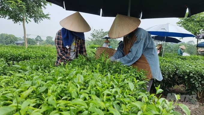 Vườn chè canh tác theo hướng hữu cơ góp phần bảo vệ sức khỏe của chính người sản xuất, người tiêu dùng. Ảnh: Toán Nguyễn.