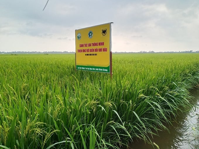 1-131507_532.jpeg Chương trình Canh tác thông minh đã giúp nông dân đóng góp tích cực vào việc bảo vệ môi trường và nâng cao năng suất lúa. Ảnh: Ngọc Vân.