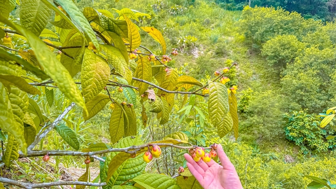 Thu hoạch trà hoa vàng. Ảnh: Ngọc Tú. 