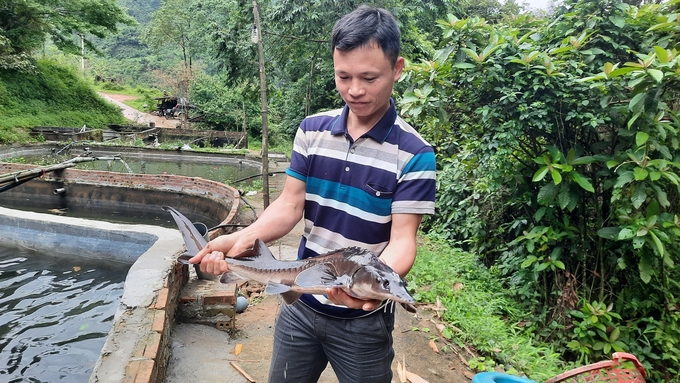 Anh Dường Cắm Dìu hàng ngày cùng ông Kha trông nom, chăm sóc đàn cá tầm trị giá hàng tỉ đồng. Ảnh: Nguyễn Thành.