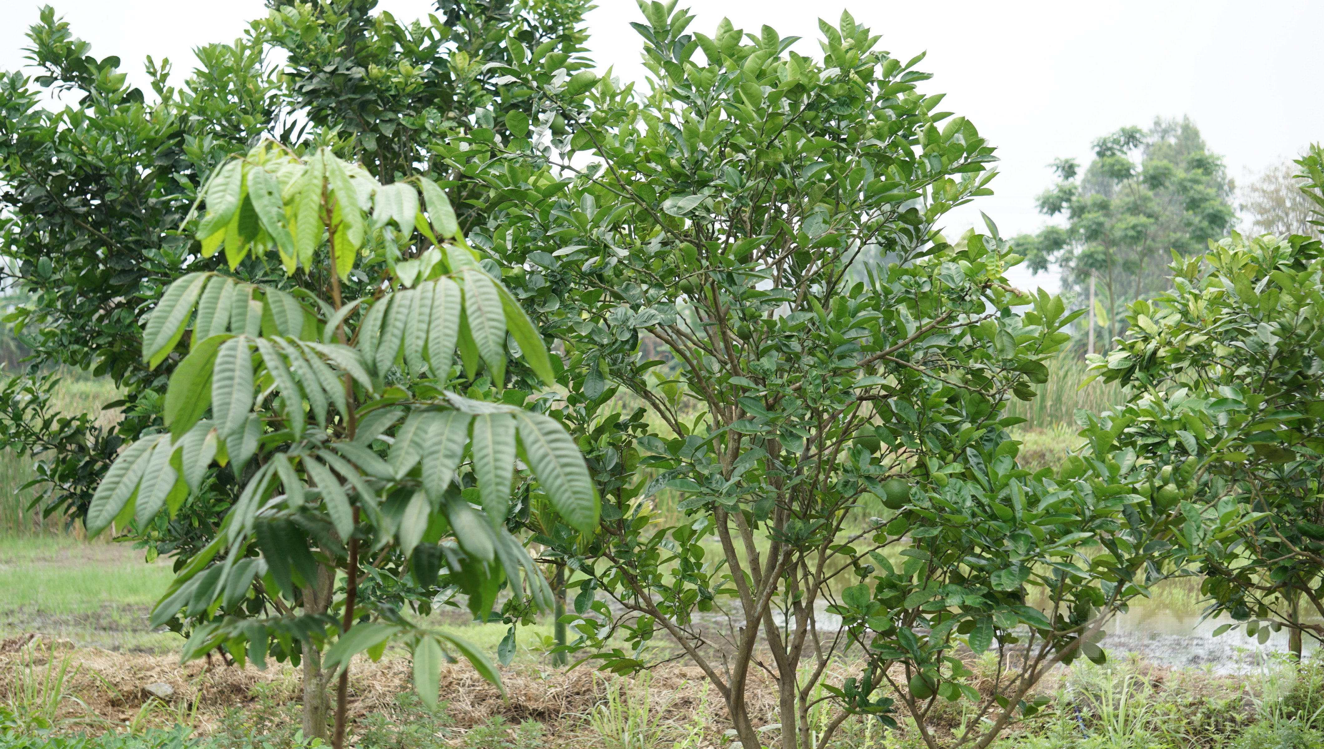 chu-tich-ubnd-xa-xin-nghi-huu-non-de-khoi-nghiep-135359_616.jpg Các loại cây ăn quả khác tại trang trại cũng phát triển tốt. Ảnh: Quốc Toản.