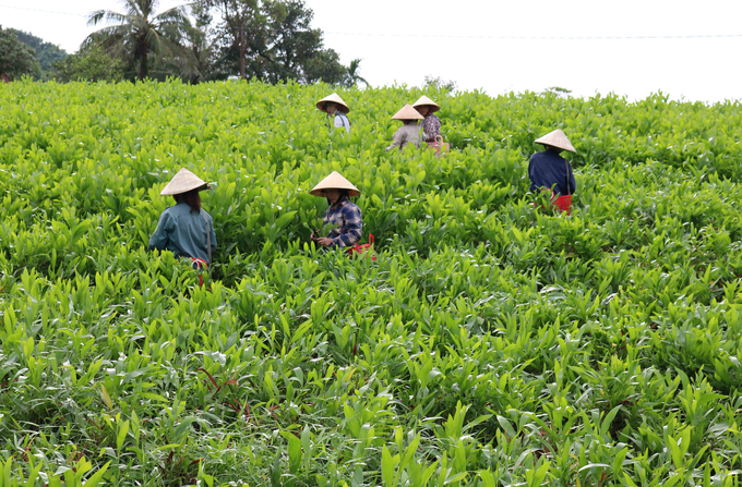 Từ một xóm nghèo quay quắt, Mỹ Lâm giờ đã là xóm tỷ phú nhờ nghề ươm cây giống. Ảnh: Huy Thư.