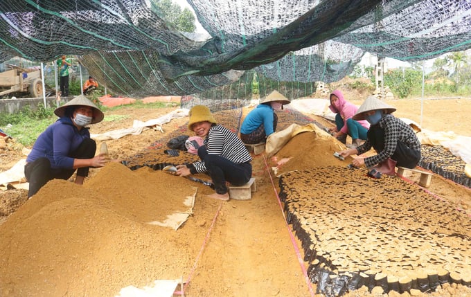 Nghề ươm cây giống đã tạo công ăn việc làm cho nhiều lao động địa phương. Ảnh: Huy Thư.
