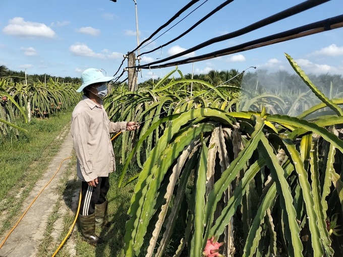Kéo dây khắp vườn để phun thuốc phòng trị bệnh trên cây thanh long rất nhẹ nhàng so với phải mang bình xịt trên vai. Ảnh: Hữu Đức. 