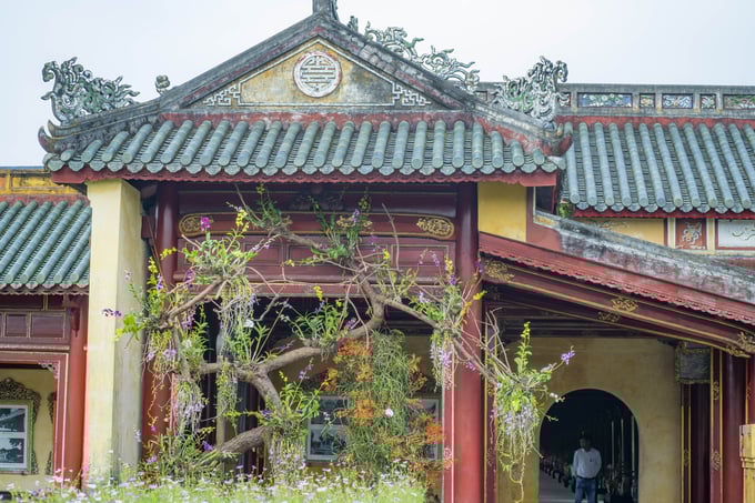 dsc02906-171504_914.jpg Triển lãm cây kiểng và phong lan ba miền tổ chức tại khu vực Trường lang Tử Cấm thành - Đại nội Huế. Ảnh: Đình Hoàng.