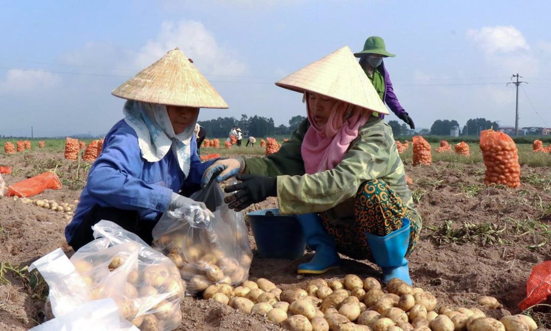 Người nông dân thu hoạch khoai tây tại ruộng. Ảnh: Phạm Hiếu.