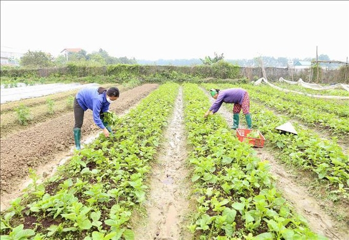 muot-mat-vung-san-xuat-rau-sach-huu-co-o-thanh-xuan-ha-noi-6f7-4853223-170240_899.jpg Liên kết theo chuỗi giúp người dân phát triển kinh tế bền vững. Ảnh: Tư liệu.