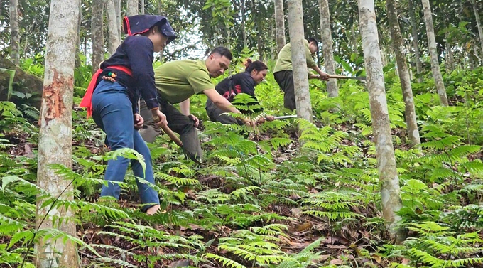 Cán bộ kiểm lâm cùng người dân phát dọn thực bì, phòng chống cháy rừng, giúp cây quế phát triển tốt. Ảnh: Hải Đăng.