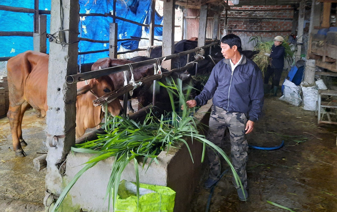1-112917_948.jpg Anh Tạ tận dụng 6 sào đất đồi trồng cỏ để làm thức ăn vỗ béo bò BBB. Ảnh: V.Đ.T.