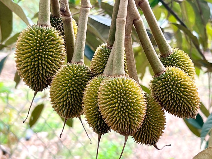 Giai đoạn trái sầu riêng bằng trứng cút, trứng ngỗng. Ảnh: Gia Phú.