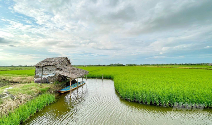 Sustainable rice-shrimp farming model in Kien Giang. Photo: Huu Duc.