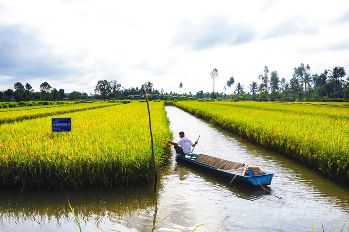 Organic rice - shrimp field in Kien Giang. Photo: Huu Duc.