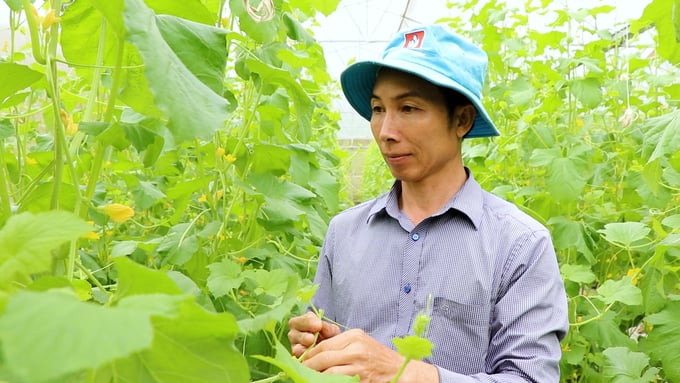 Anh Lý Phúc Ba chăm sóc vườn dưa lưới. Ảnh: Toán Nguyễn. 