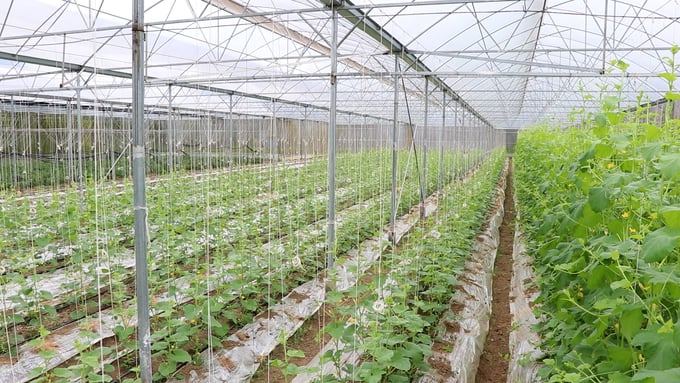 Mô hình trồng dưa lưới hữu cơ của HTX Phúc Ba, xã Quảng Khê (huyện Ba Bể). Ảnh: Ngọc Tú.