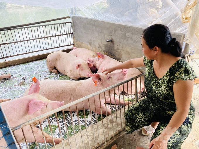 Theo đánh giá của UBND tỉnh An Giang, nhờ thực hiện tốt các biện pháp phòng, chống dịch bệnh nên thời gian qua địa phương không tái phát bệnh cúm gia cầm và dịch tả heo Châu Phi. Ảnh: Lê Hoàng Vũ.