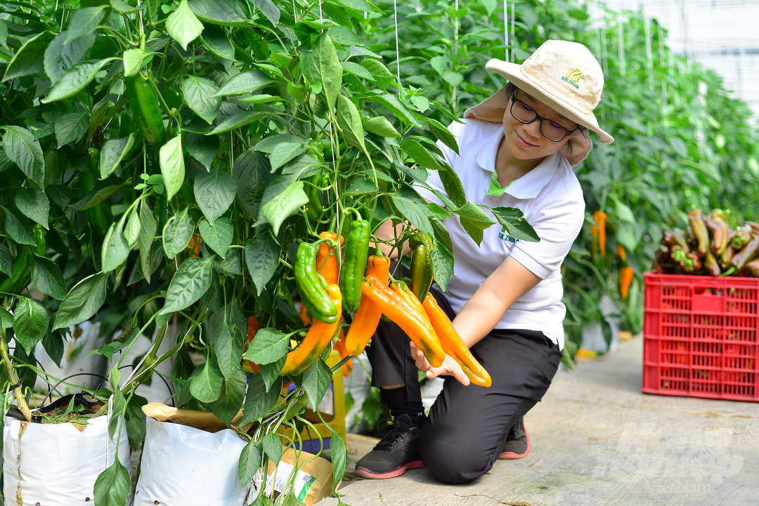 Lam Dong has about 80 FDI enterprises investing in agriculture and rural areas with a total capital of nearly US$ 267 million. Photo: Kim So.