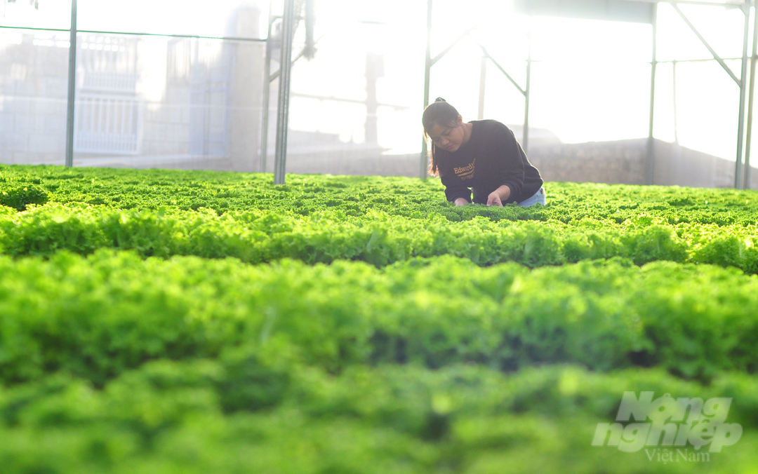 Lam Dong province's high-tech agricultural land area is over 62,000 hectares with an average VND 180 million/ha/year production value. Photo: Minh Hau.