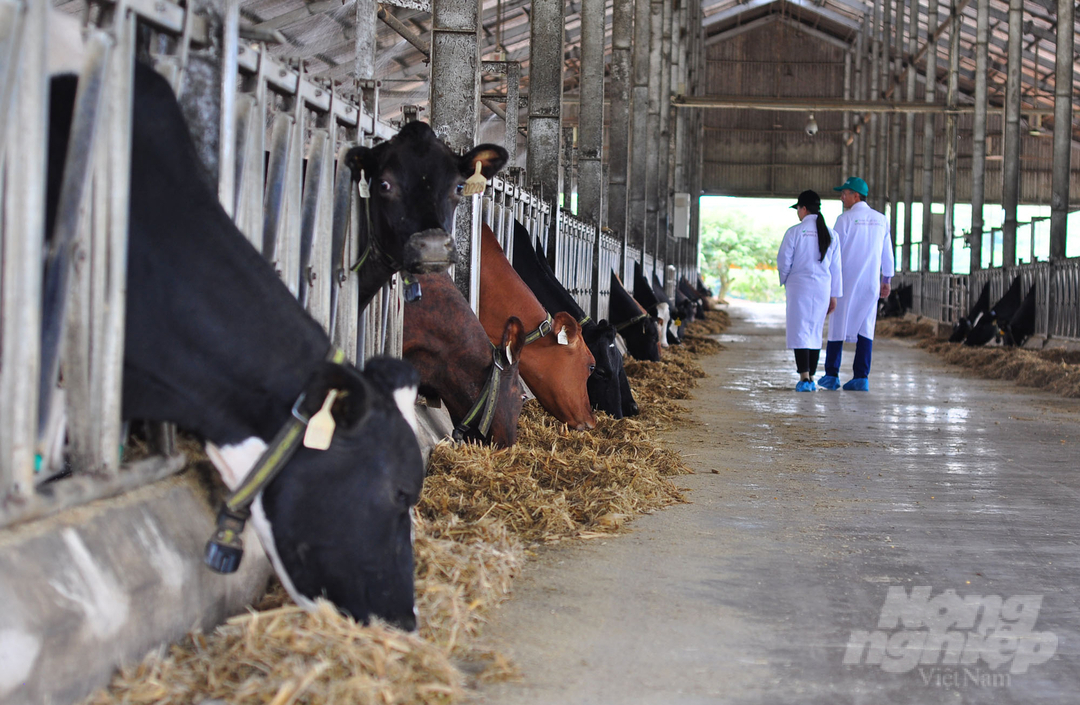 Lam Dong also aims to select and prioritize large enterprises and corporations with capital, technology, and market potential to attract investment. Photo: Kim So.