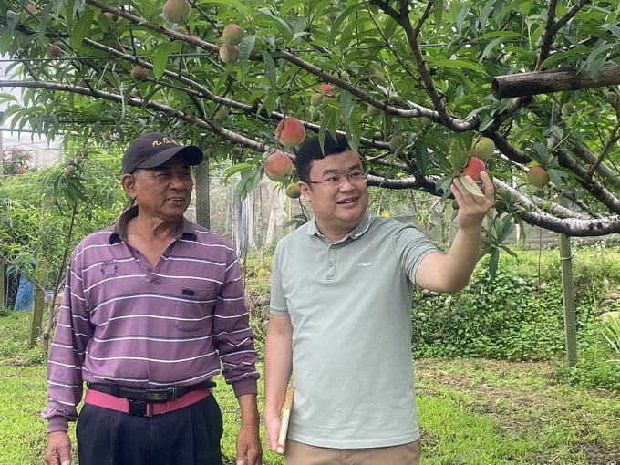 trai-nghiem-triet-ly-nong-nghiep-du-lich-dai-loan-121635_544.jpg Ông Trần Hùng Vinh giới thiệu với tác giả về các giống đào của Đài Loan. Ảnh: Pearl Li.