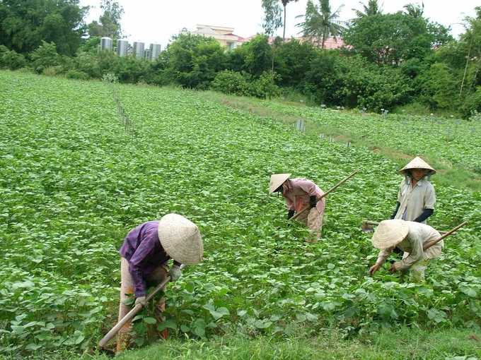 3-052913_18.jpg Giống đậu phộng LDH.09 thích hợp với chân đất cát, nhiễm mặn, cho năng suất bình quân trên 40 tạ/ha trên đất huyện Phù Cát (Bình Định). Ảnh: V.Đ.T.