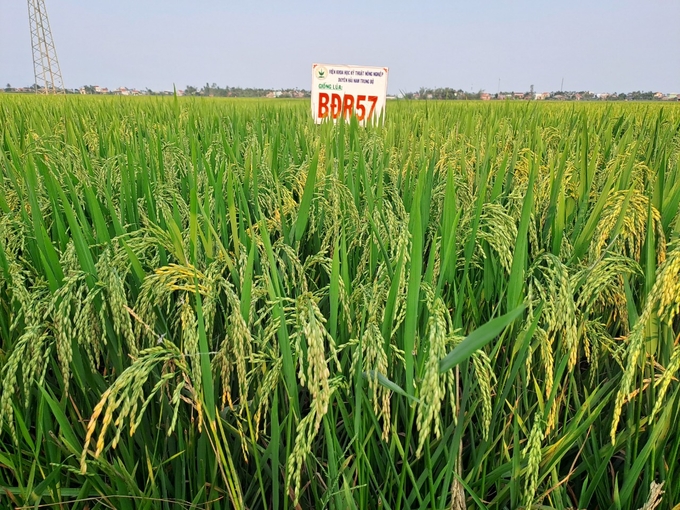 bdr57-dx-2023-quang-ngai-052920_52.jpg Giống BĐR57 sản xuất vụ trong đông xuân 2022 - 2023 tại Quảng Ngãi. Ảnh: V.Đ.T.