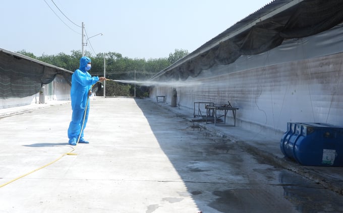 Doanh nghiệp, người chăn nuôi chủ động các giải pháp chăn nuôi an toàn dịch bệnh. Ảnh: Trần Trung.