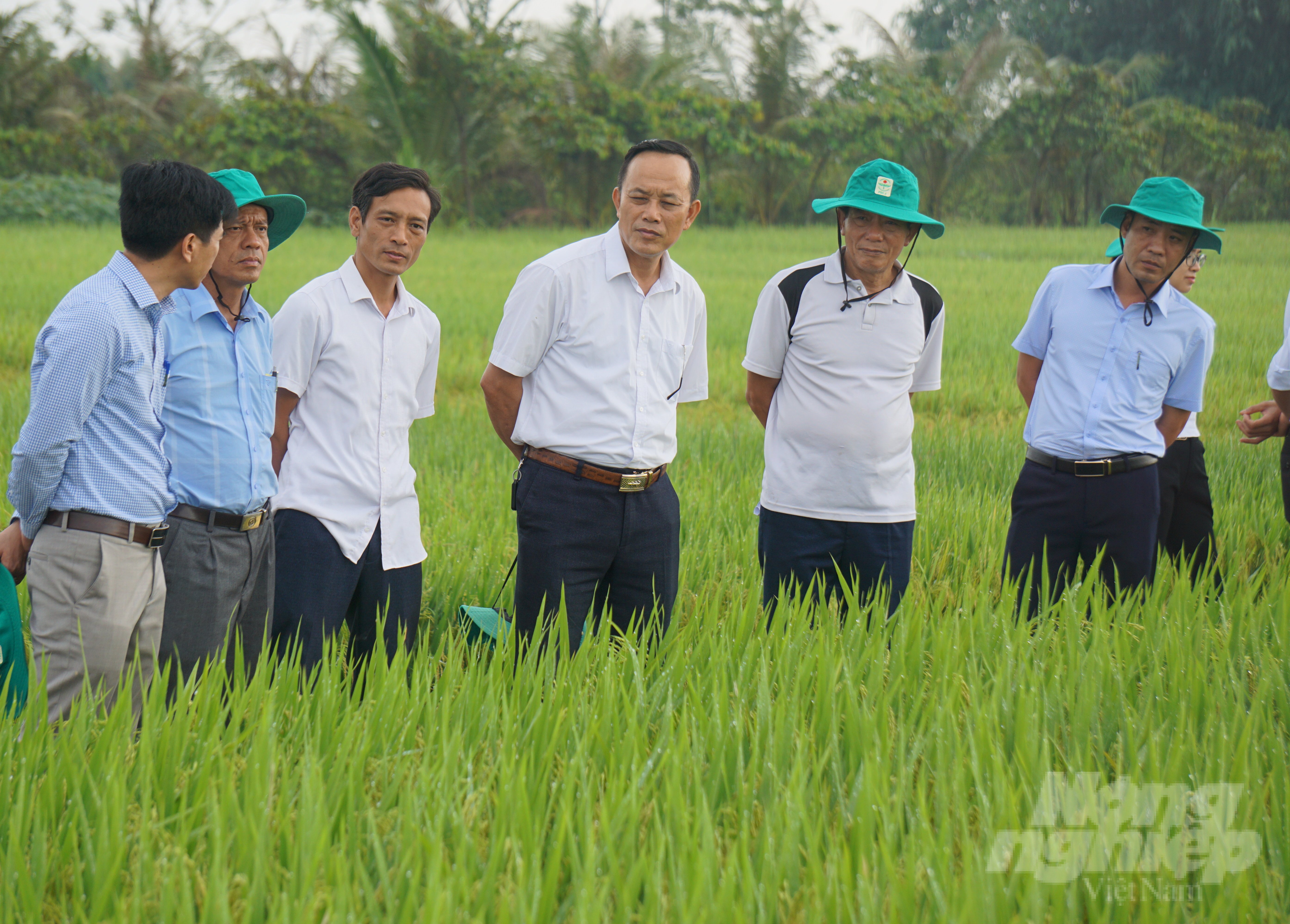 Trung tâm Dịch vụ nông nghiệp huyện Triệu Sơn (Thanh Hóa) vừa phối hợp cùng Công ty Cổ phần Bảo vệ thực vật 1 Trung ương triển khai mô hình trình diễn giống lúa thuần chất lượng cao Hương Thanh 8 tại thôn 3, xã Thọ Vực nhằm đánh giá khả năng thích nghi, tính chống chịu sâu bệnh, năng suất, chất lượng...