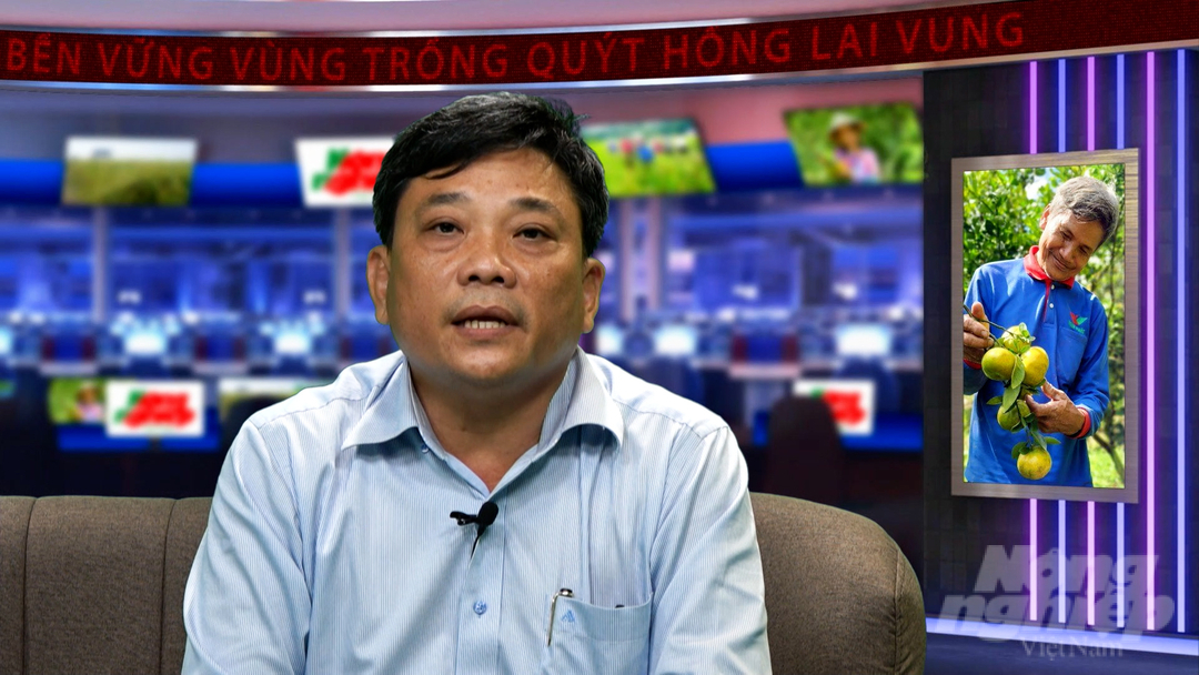 Ông Lê Quốc Điền, Phó Giám đốc Sở NN-PTNT tỉnh Đồng Tháp cho biết đang nghiên cứu đưa vào trồng thử nghiệm 8 giống quýt hồng mới có khả năng trồng rải vụ, đáp ứng nhu cầu xuất khẩu. Ảnh: Kiều Trang.